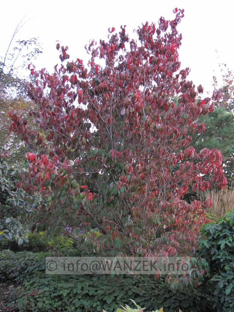 Cornus florida - Herbst.JPG